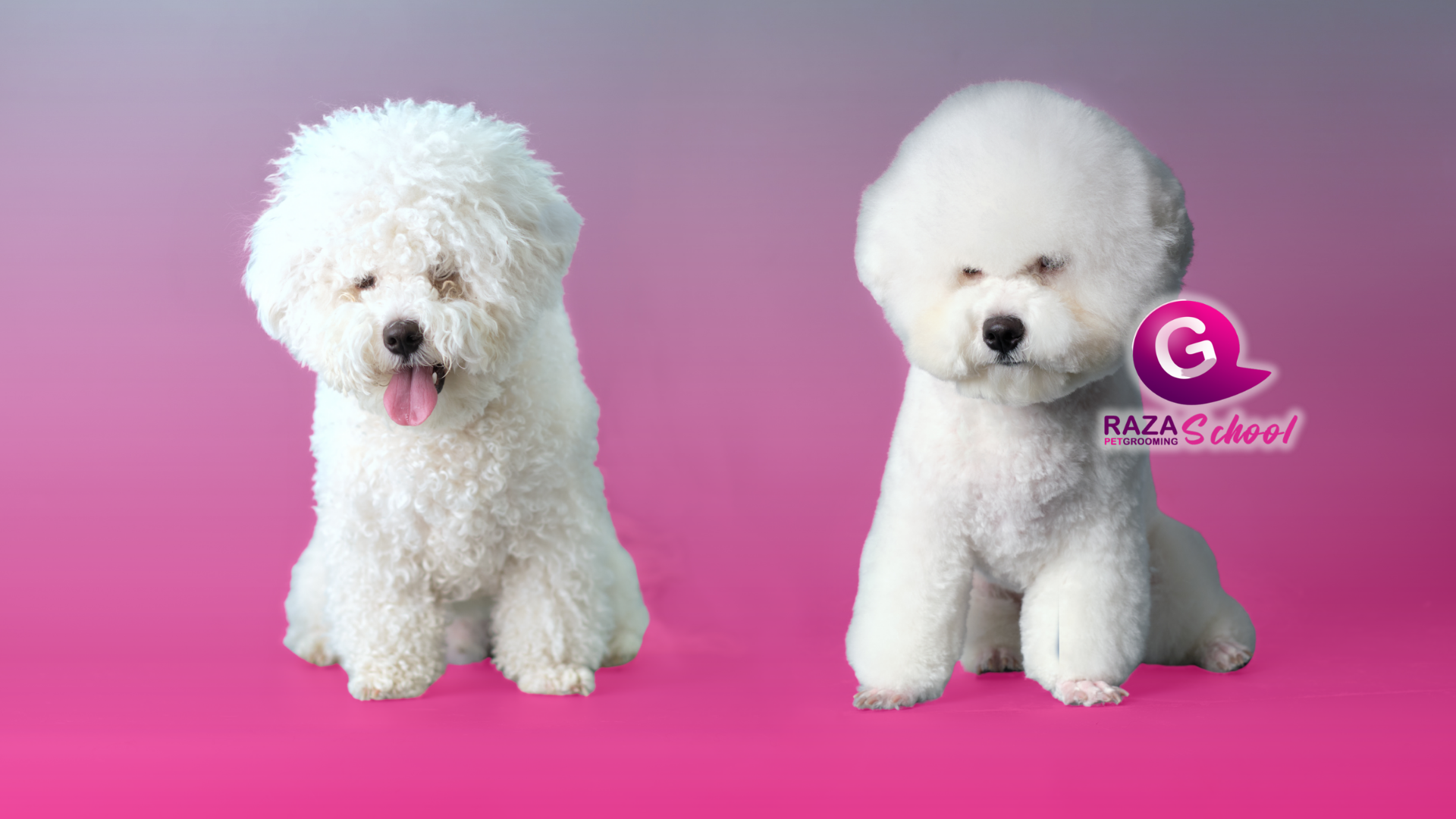 Cursos de peluquería canina _ USA