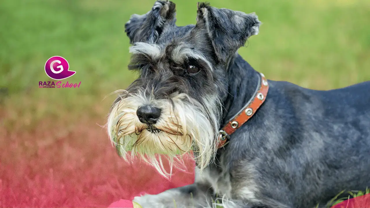 Cuáles son las razas de perros más populares en la peluquería canina en Colombia