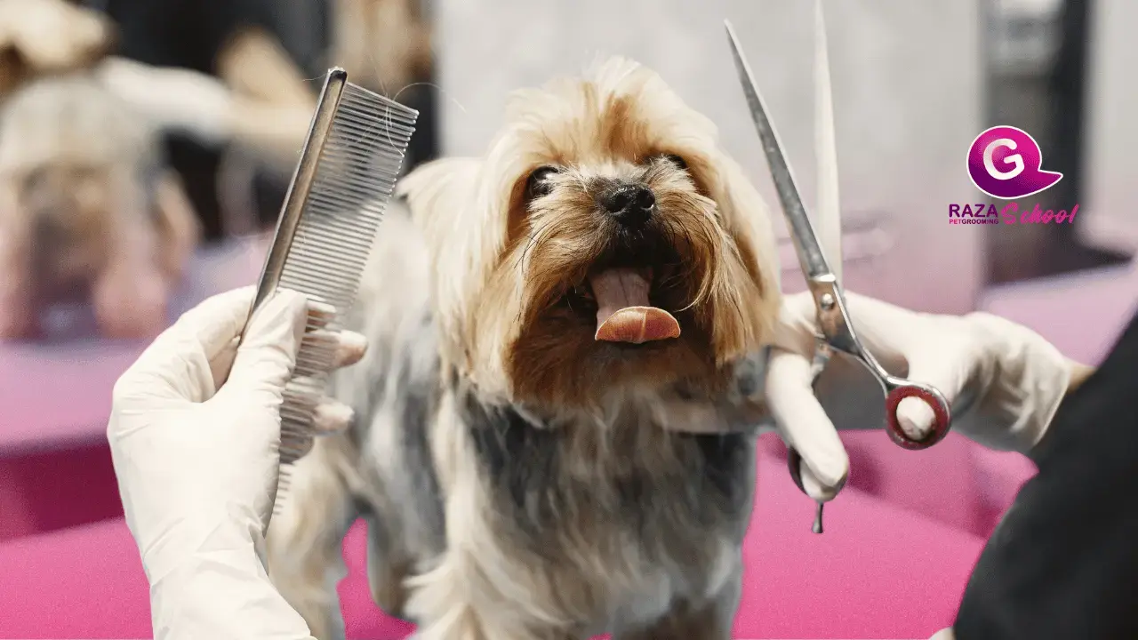 Beneficios y técnicas para el cepillado del pelo de tu perro