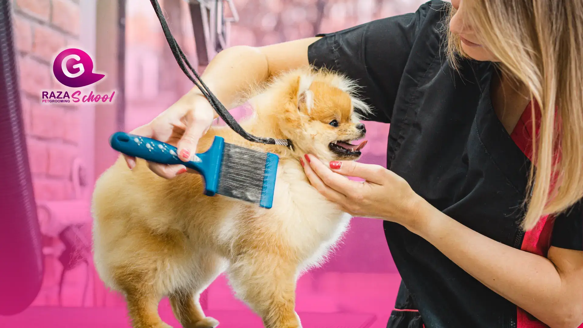 Claves para fijar tarifas justas en peluquería canina | USA y Bogotá