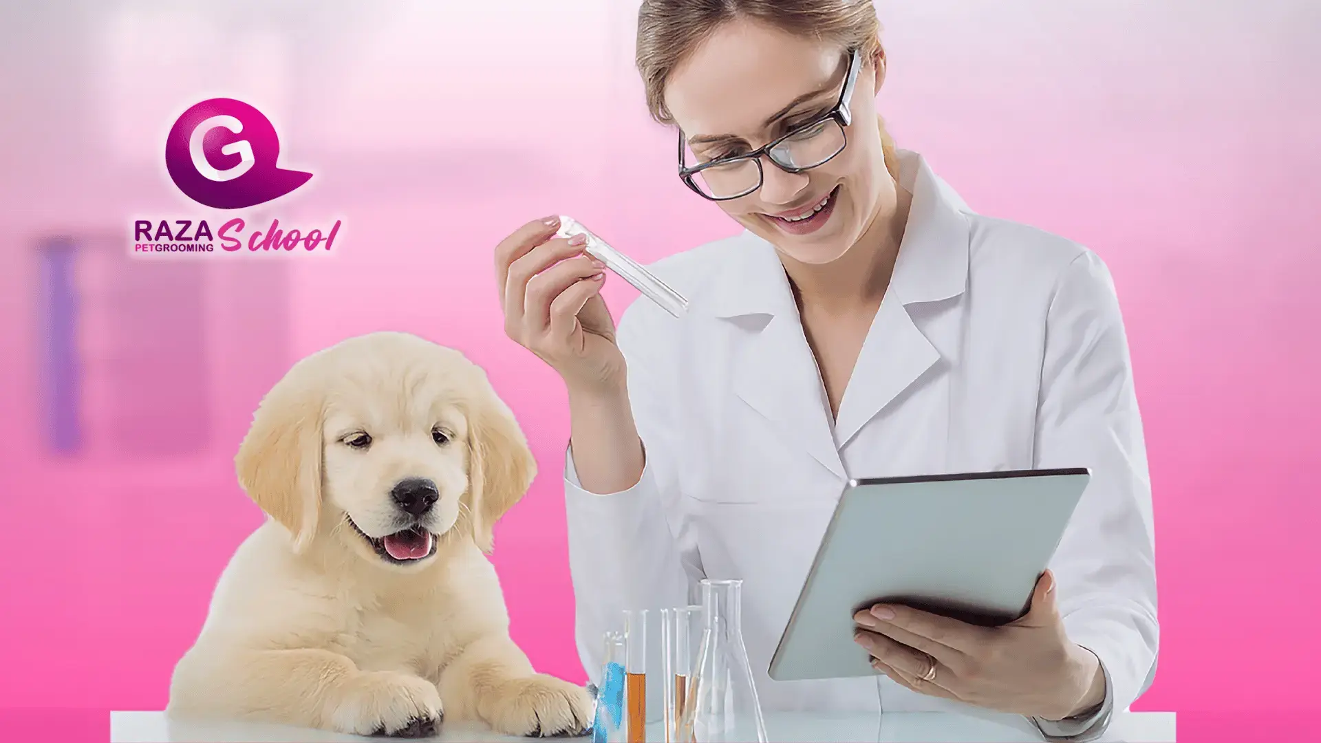 ¿Cómo elegir el mejor curso de peluquería canina? Guía completa para futuros groomers