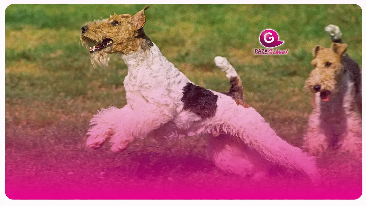 Cuidado para perros de manto duro | Academia de peluquería canina