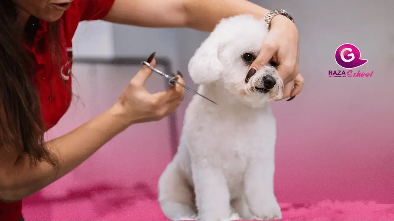10 Requisitos y Claves para Trabajar como Peluquero Canino Profesional