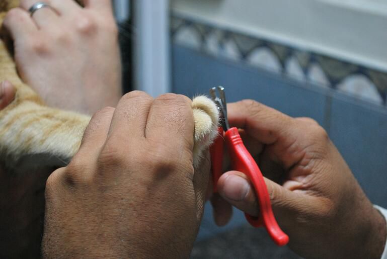 ¿Por qué es importante cortar las uñas de mi perro? | Academia Raza