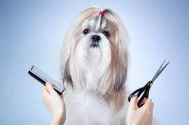 Glosario de Peluquería Canina: Términos técnicos que todo Groomer debe dominar