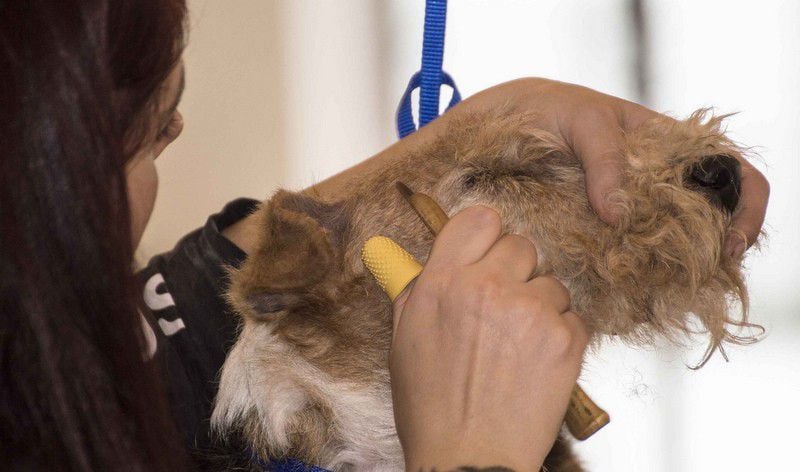 Stripping: La técnica de estética canina que tal vez no conocías