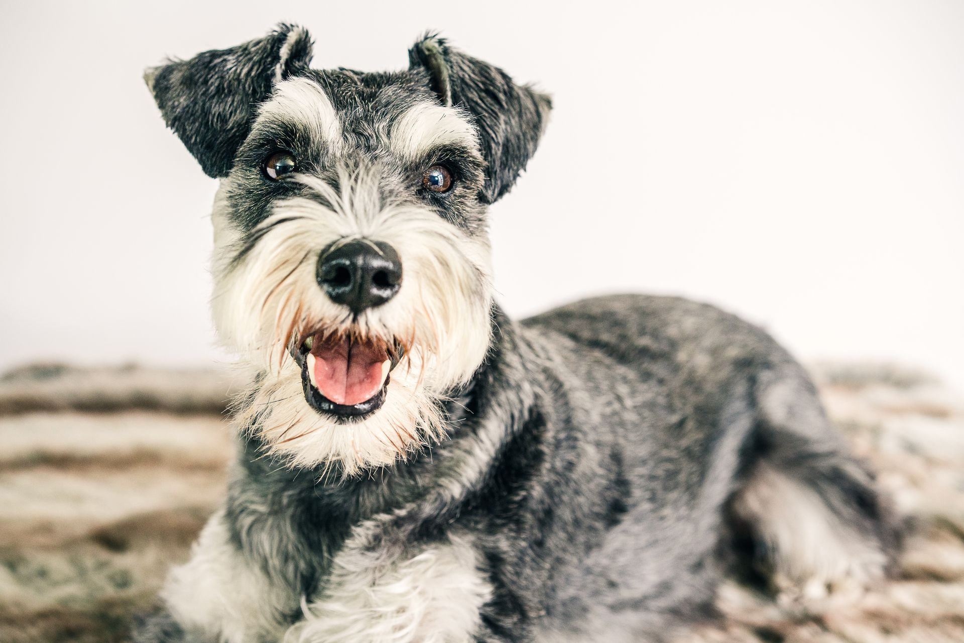 Tipos de manto en perros y cómo cuidarlos: Guía esencial de Peluquería Canina