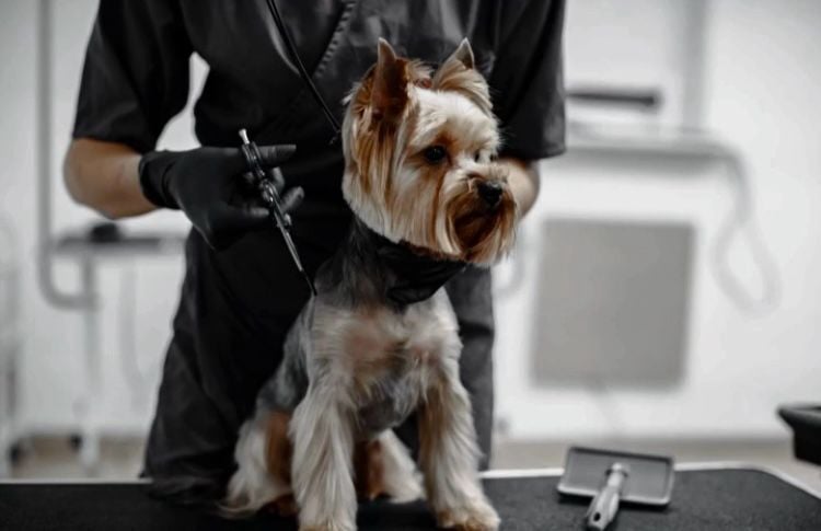 Expectativas y desafíos en la Peluquería Canina: La verdadera vida del Groomer