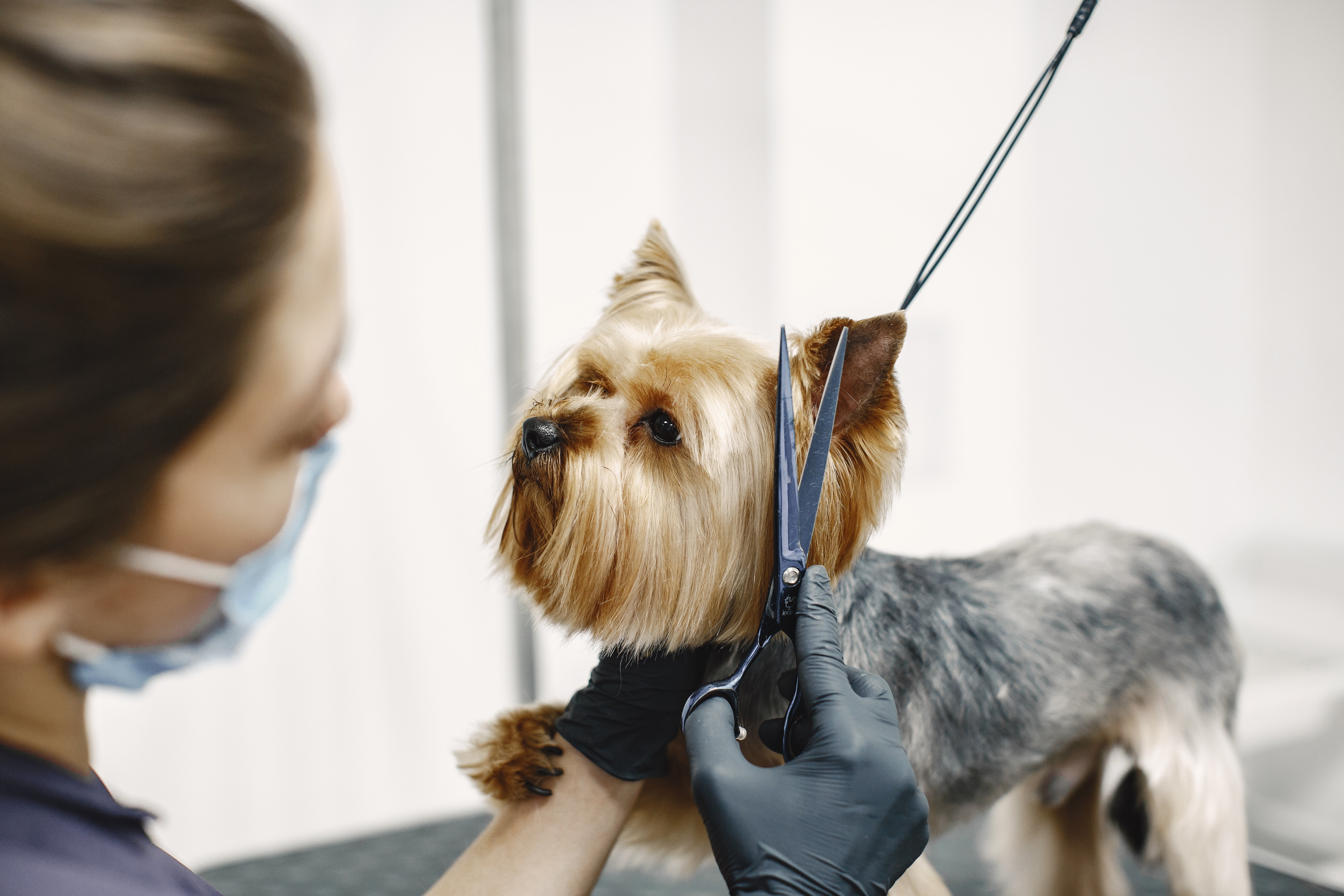 ¿Cuáles son los estilos más destacados en la peluquería canina?
