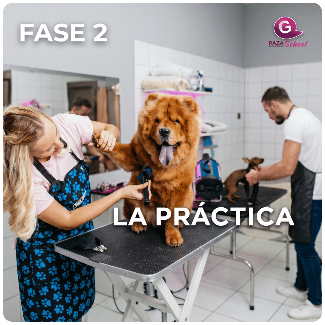 Los mejores cursos de peluquería canina en USA Los mejores cursos de peluquería canina en USA