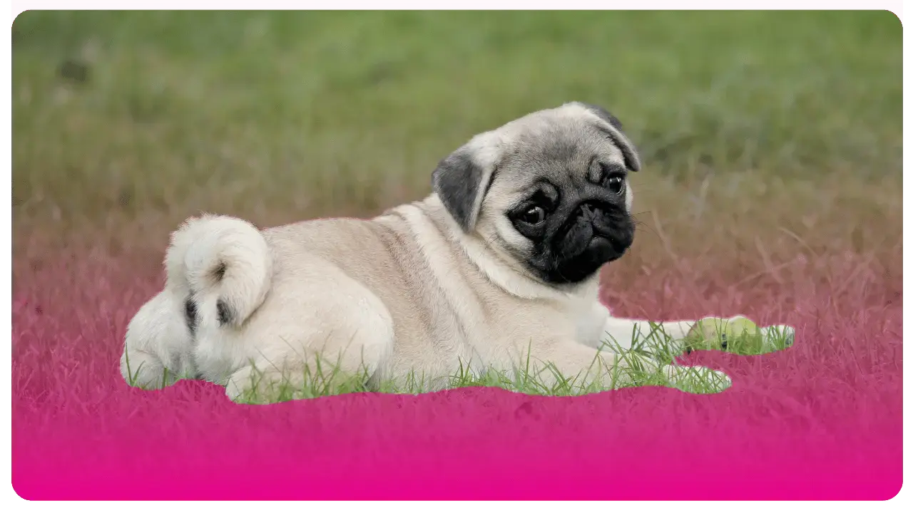 https://51062983.fs1.hubspotusercontent-na1.net/hubfs/51062983/Pug%20%28Carlino%29%20_%20Academia%20de%20peluquer%C3%ADa%20canina%20en%20Bogot%C3%A1%20y%20USA.webp