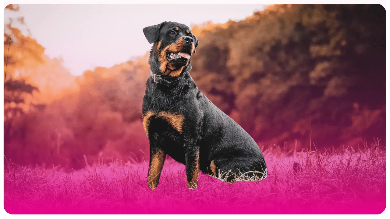 https://51062983.fs1.hubspotusercontent-na1.net/hubfs/51062983/Rottweiler%20_%20Academia%20de%20peluquer%C3%ADa%20canina%20en%20Bogot%C3%A1%20y%20USA.webp